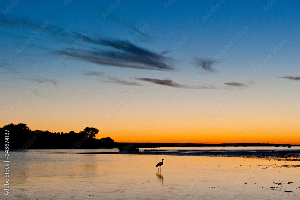 Silhouette of Great Blue Heron on beach at sunset in Cape Cod, Massachusetts