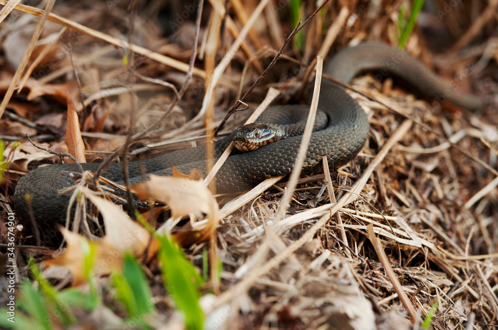 Fototapeta premium Closeup of snake lying on the forest floor