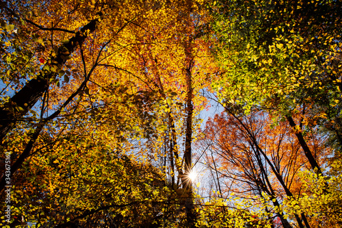 Sunburst through forest during peak fall foliage