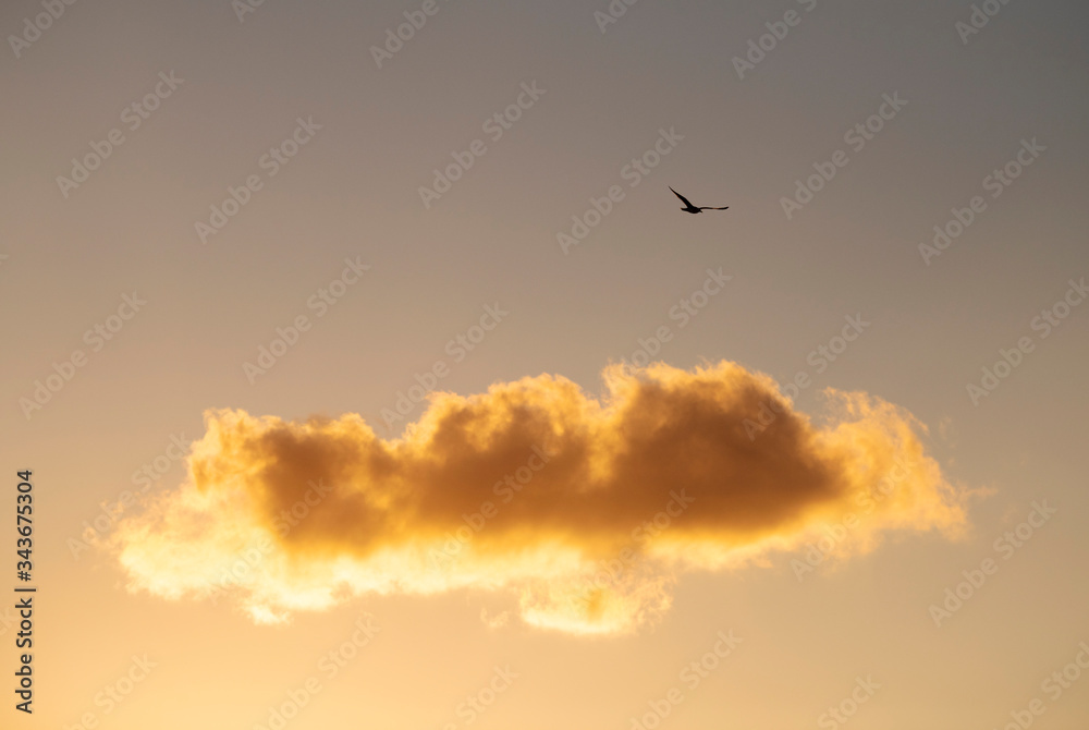 Seagull flying above lone cloud at sunset