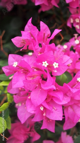 The colorful of Bougainvillea in Thailand
