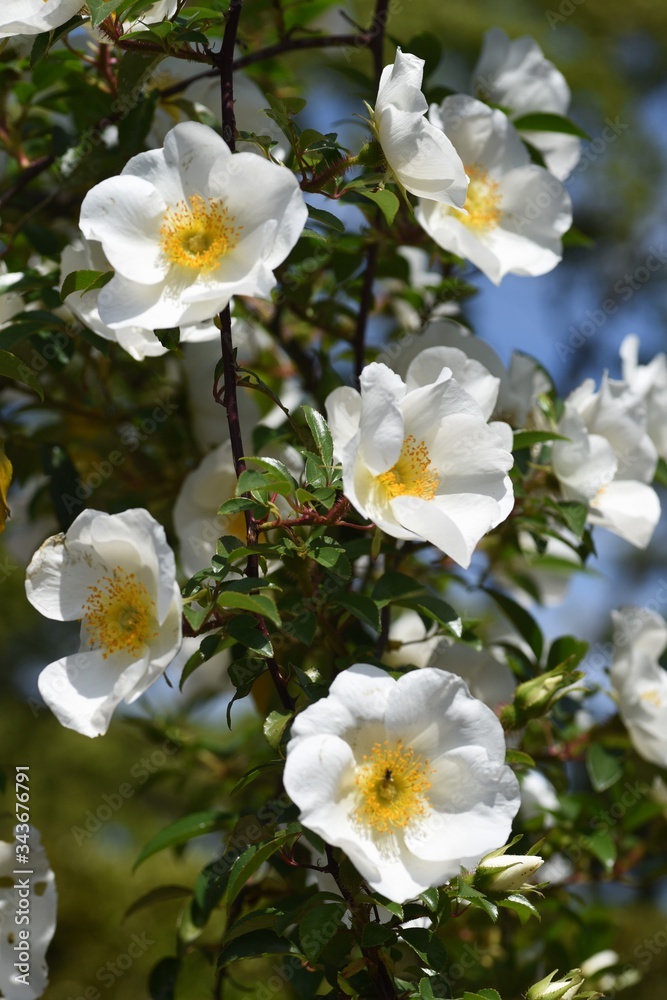 Rosa laevigata flowers / Rosaceae vine shrub.
