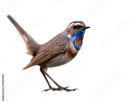 Beautiufl Blue plumage of migration bird to Thailand and asia in winter season, male of Bluethroat isolated on white background
