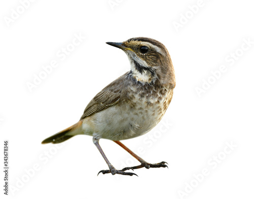 caught in the act of brown bird with black marking on its chest, female bluethroat (luscinia svecica) isolated on white background