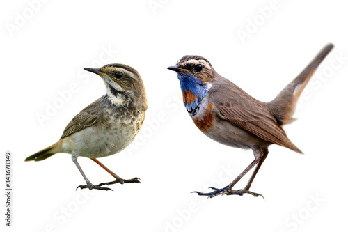 Different look of feathers on their chest between male and female Bluethroat (Luscinia svecica) isolated on whtie background