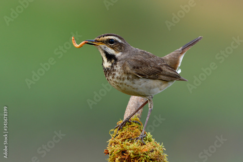 Canvas Print Happy bird with fresh meal worm in its beaks as big supper before dark, female b