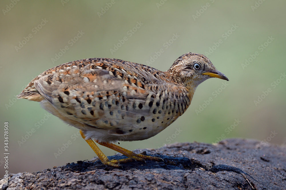 Pale camouflage brown bird squating and alerting to invade enemy under strong sun in mid day, yellow-legged buttonquail Pale camouflage brown bird squating and alerting to invade enemy under strong sun in mid day, yellow-legged buttonquail