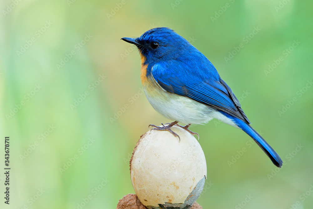 Beautiful blue bird perching on cracked oval egg, Tickell's or Indochinese blue flycatcher (Cyornis tickelliae)