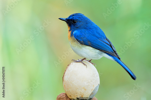 Beautiful blue bird perching on cracked oval egg, Tickell's or Indochinese blue flycatcher (Cyornis tickelliae)