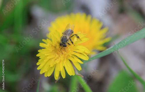 a bee is looking for pollen on a spring yellow dandelion on a blurred background 
