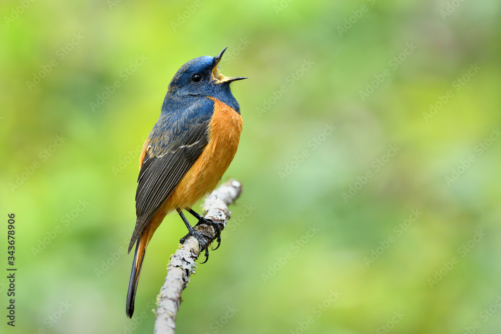 Beautiful orange and blue bird singing on thin branch with lovely action, blue-fronted redstart male Beautiful orange and blue bird singing on thin branch with lovely action, blue-fronted redstart male