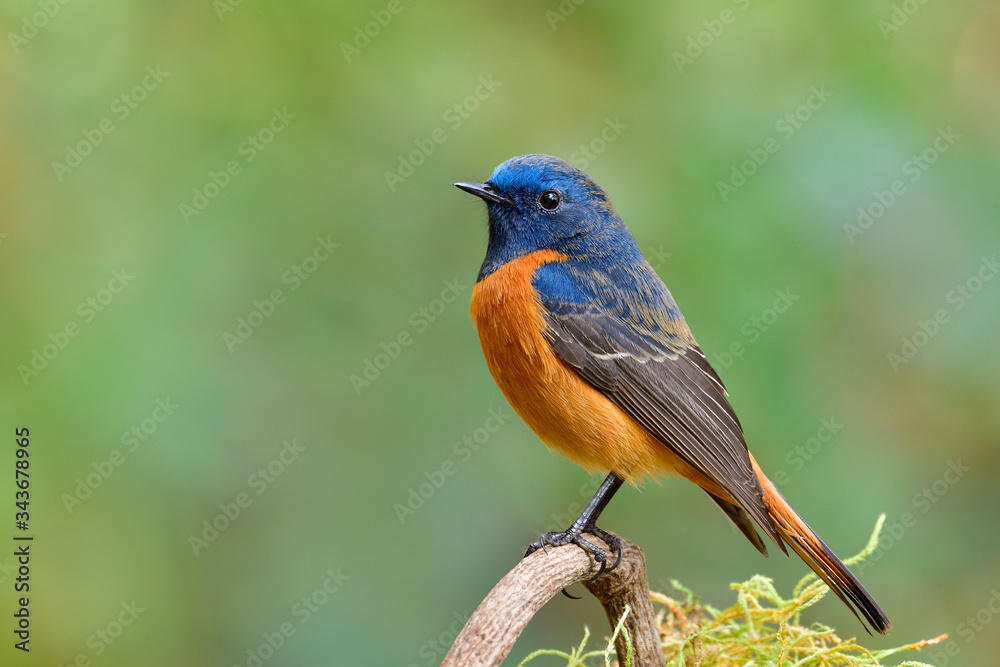 beautiful proud bird perching on tree stick with sharp feathers in details, fascinated natural beautiful proud bird perching on tree stick with sharp feathers in details, fascinated natural