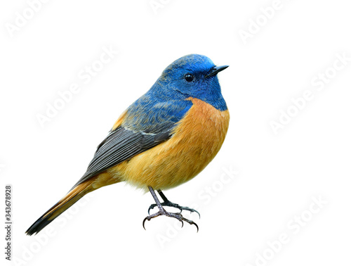 Beautiful orange bird with blue head isolated on white background showing its details from head face wings tails and feet, male of blue-fronted redstart
