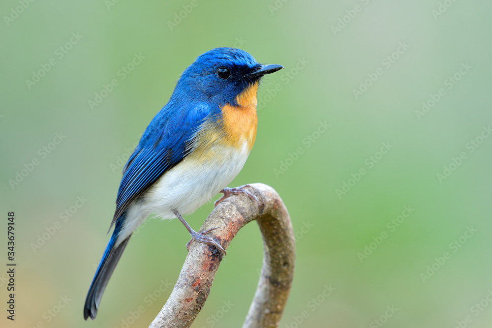 Blue bird calmly sitting on wooden stick in very soft lighting environment, beautiful nature