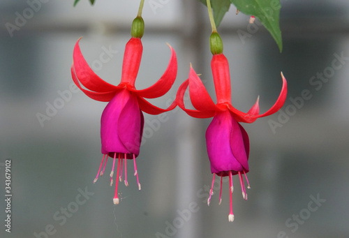 Beautiful purple Fuchsia flowers at full bloom photo