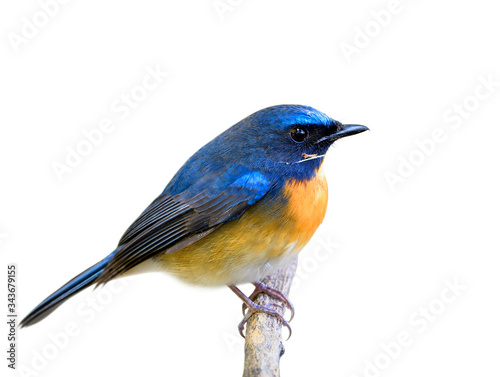 Blue bird isolated on white background, Chinese blue flycatcher (Cyornis glaucicomans) © prin79