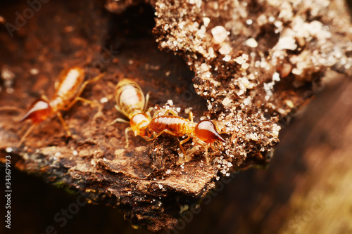 Close-up of worker termites on the forest floor © bejita