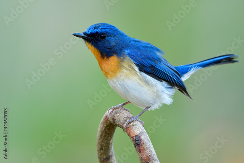 Blue white and orange bird making its feathers fuffly while perching on curve branch, male of Tickell's or Indochinese blue flycatcher (Cyornis tickelliae)
