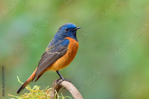 Blue-fronted Redstart (Phoenicurus frontalis) bright blue and orange feathers with sharp beaks and oval eyes happily perching on wooden stick in natural habitation