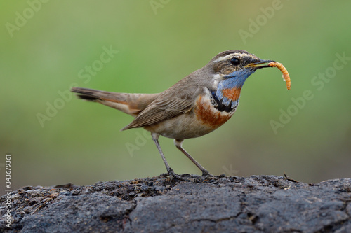 Brown bird with blue plumage on its neck carrying worm meal in its beaks with happy action, bluethroat bird