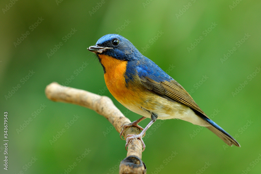 close up of blue bird with orange feathers has bent beak and wounded mandible, Chinese blue flycatcher (Cyornis glaucicomans)