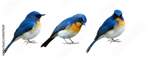 Collection of Blue bird isolated on white background in different manners and lovely stances, exotic animal © prin79