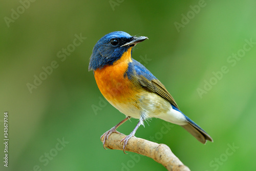 fascinated blue and orange bird proudly perching on thin wood in soft background, Chinese blue flycatcher (Cyornis glaucicomans)