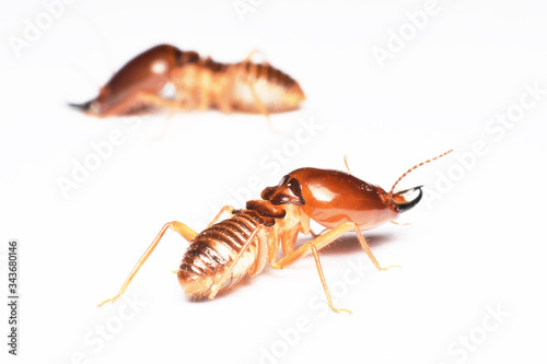 Termite on isolated whited background