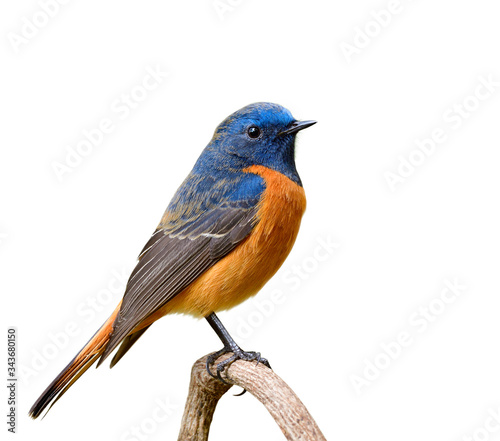 Fascinated velvet orange and blue bird perching on wooden branch isolated on white background, male of Blue-fronted Redstart (Phoenicurus frontalis)