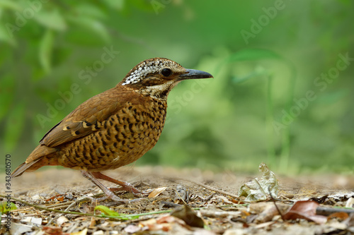 Female of Eared pitta (Hydrornis phayrei) most wanted beautiful ground brid with camouflage brown and long white ear feathers standing still on its habitation