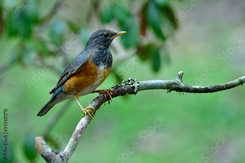 Finel brown belly with grey wings to neck and face perching on wooden branch in soft lighting in forest, Female of Black-breasted thrush (Turdus dissimilis)