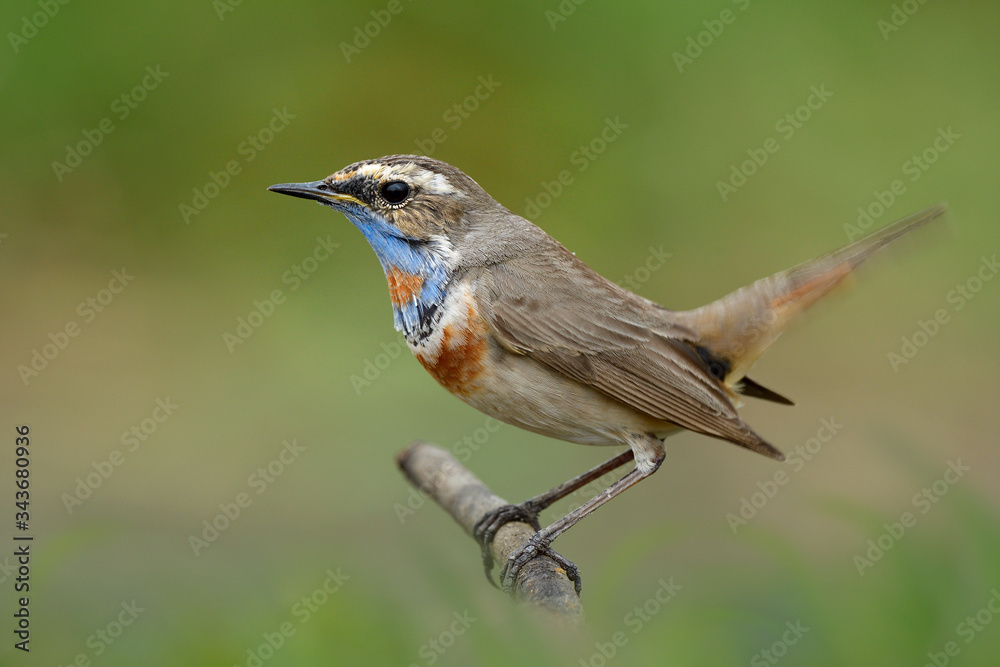 Happy brown bird with orange chest and blue neck, bluethroat wagging tail while perching on thin wooden stiack in meadow field Happy brown bird with orange chest and blue neck, bluethroat wagging tail while perching on thin wooden stiack in meadow field