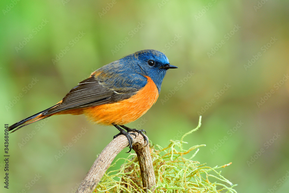 happy orange and blue bird on the branch with fat look, fascinated live animal in the wild happy orange and blue bird on the branch with fat look, fascinated live animal in the wild