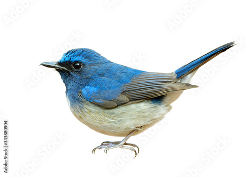 Happy blue bird with shaking tail tail and puffy feathers isolated on white background, hainan blue flycatcher (Cyornis hainanus)