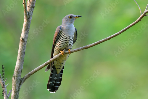 Photography Himalayan cuckoo (Cuculus saturatus) beautiful grey bird in genus Cuculus, breed