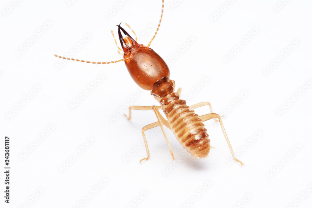 Termite on isolated whited background Termite on isolated whited background