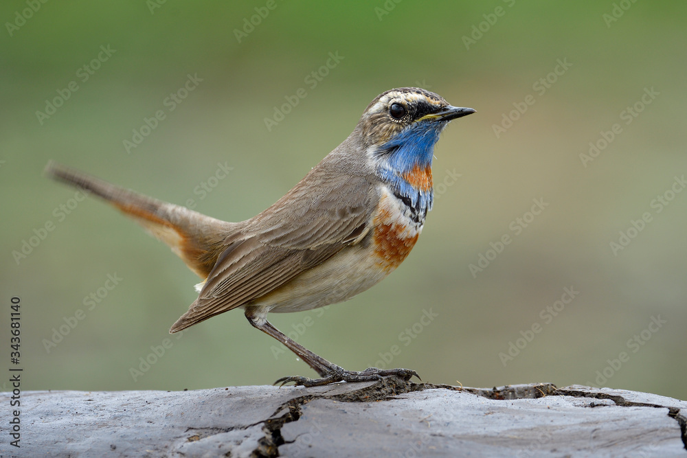 Lovely brown bird with bright blue neck wagging tail while standing on flat dirt floor over fine green background, luscinia svecica (bluethroat) Lovely brown bird with bright blue neck wagging tail while standing on flat dirt floor over fine green background, luscinia svecica (bluethroat)