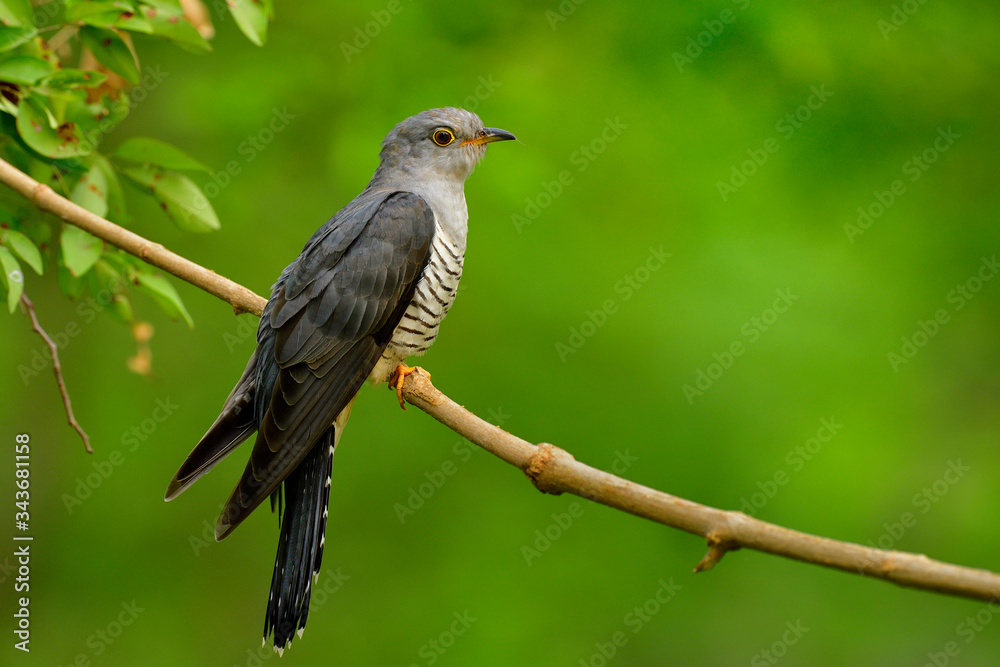 Lovely grey yellow eyes black stripes belly perching on wooden branch in soft lighting, Himalayan cuckoo (Cuculus saturatus)