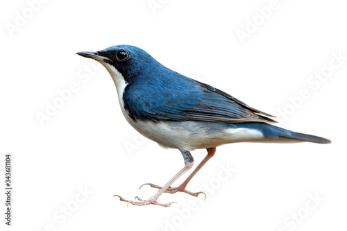 Larvivora cyane or Siberian blue robin in male sex, small passerine bird during Thailand visitting in winter mgration season isolated on white background