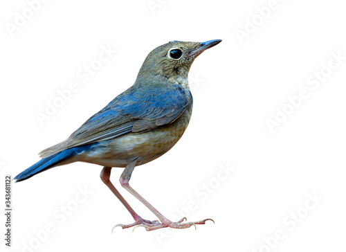 Little fine grey to pale blue with pink legs isolated on white background, female Siberian blue robin (Larvivora cyane)