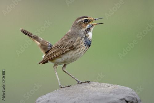 Little brown bird with dark chest singing on happy moment while perching on rock pole, bluethroat in young plumage