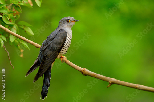 Lovely grey yellow eyes black stripes belly perching on wooden branch in soft lighting, Himalayan cuckoo (Cuculus saturatus)