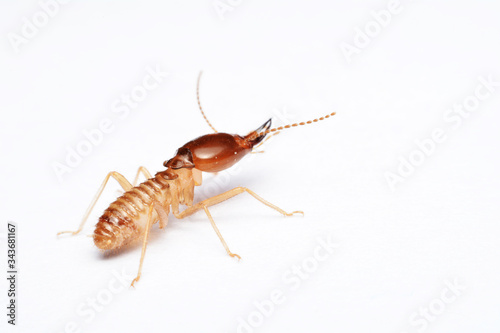 Termite on isolated whited background © bejita