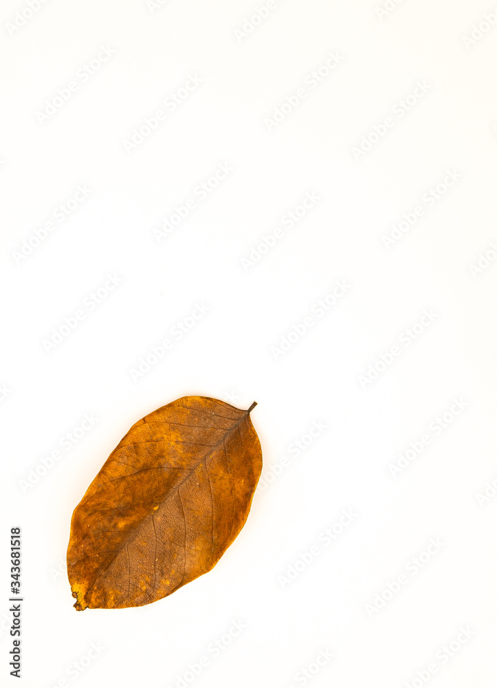 Beautiful dried leaf isolated against white background. 
