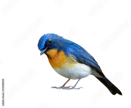 male of Tickell's or Indochinese blue flycatcher (Cyornis tickelliae) in surrendering manner isolated on white background, greeting bird