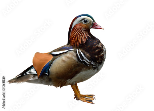 mandarin duck (Aix galericulata) multiple colors duck with sharp details feathers isolated on white background