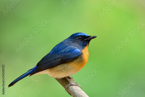 most fat bird sitting on wooden branch over blur green background in nature, Chinese blue flycatcher (Cyornis glaucicomans)