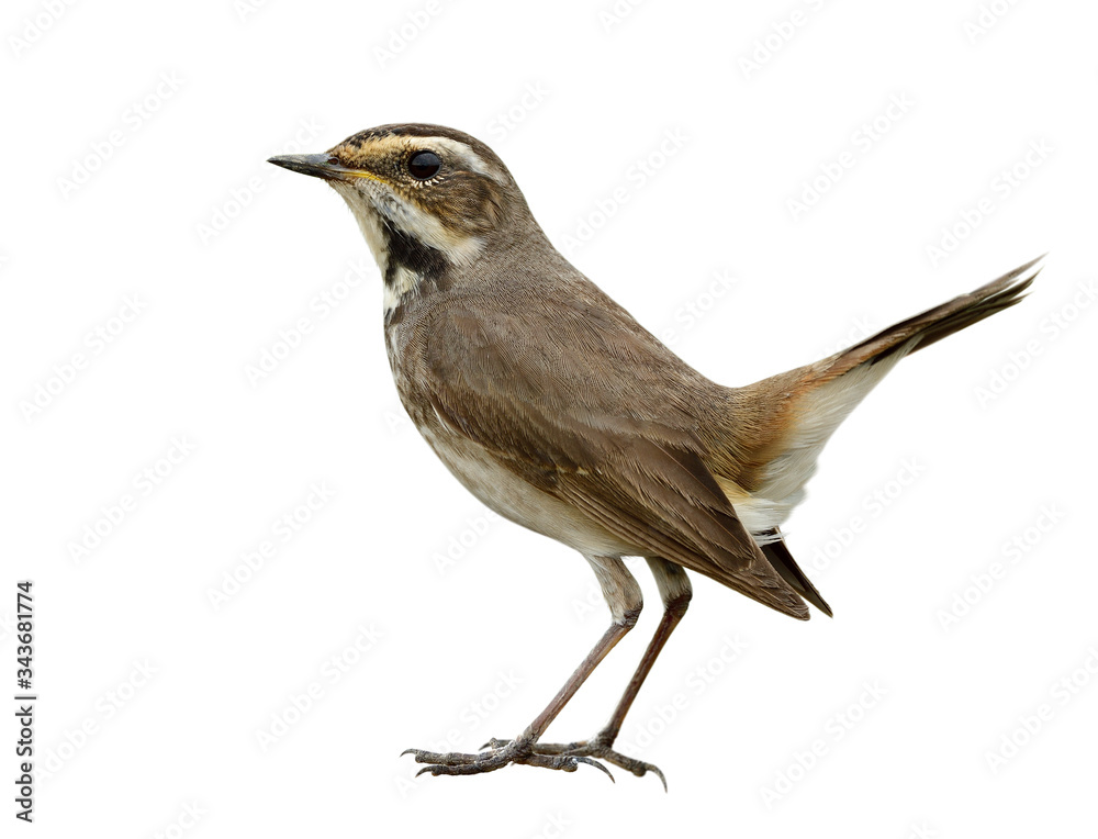 Fototapeta premium sharp details from head body wings legs feet toe and tail of brown bird with black stripe on its chest, bluethroat female plumage