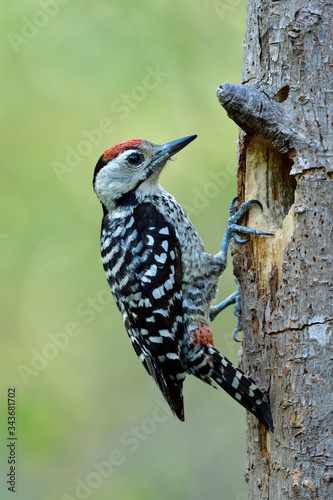 red head with dirty beaks bird perching on nest hole on dead tree garding its baby on hot day photo