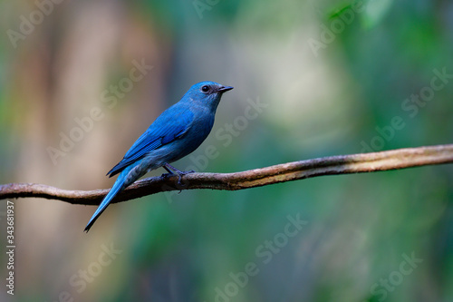 Verditer flycatcher (Eumyias thalassinus) beautiful pale blue bird with bright feathers perching on vine stick during migrant trip to Thailand © prin79